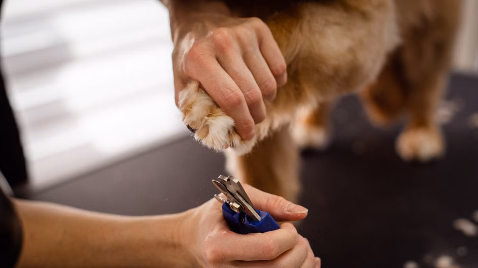 Ração Premium para Cães (15kg)